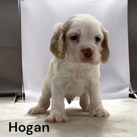 puppy, for, sale, Cocker Spaniel, Joe & Cherri  Overlease, dog, breeder, Miller, MO, dog-breeder, puppy-for-sale, forsale, nearby, find, puppyfind, locator, puppylocator, aca